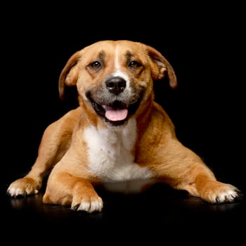 Studio shot of an adorable Staffordshire Terrier photo