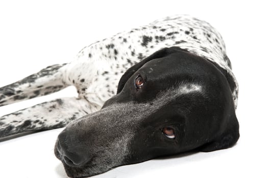 German Pointer lying on the studio floor photo