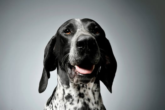 Studio shot of a lovely  deutsch kurzhaar photo
