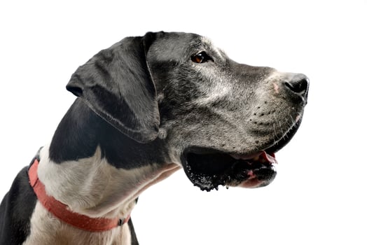Studio shot of an adorable Great Dane dog photo