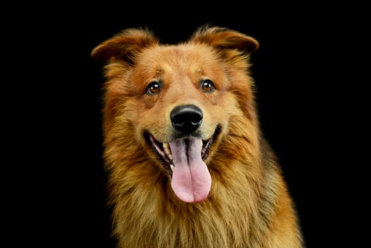 Portrait of an adorable hovawart photo