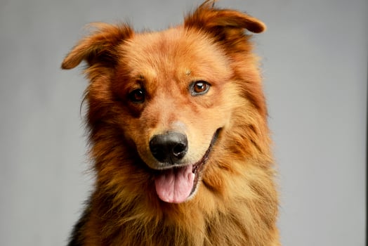 Portrait of an adorable hovawart photo
