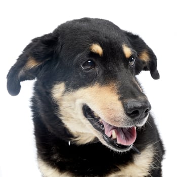 Portrait of an adorable mixed breed dog photo