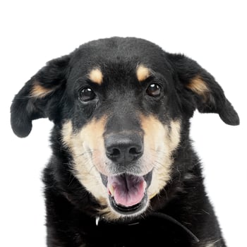 Portrait of an adorable mixed breed dog photo