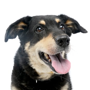 Portrait of an adorable mixed breed dog photo