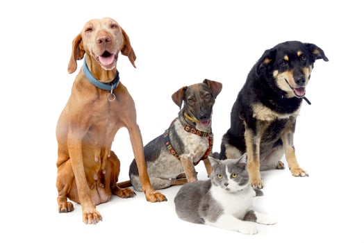 Studio shot of a Hungarian Vizsla, two mixed breed dog and a cat photo