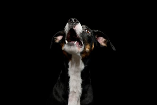 Portrait of a lovely mixed breed dog photo
