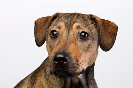 Portrait of an adorable mixed breed dog photo