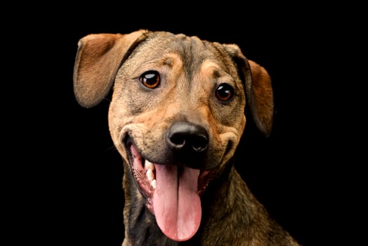 Portrait of an adorable mixed breed dog photo