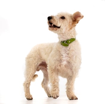 Studio shot of an adorable mixed breed dog photo