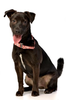 Portrait of an adorable mixed breed puppy photo