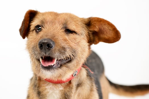 Portrait of an adorable mixed breed dog photo