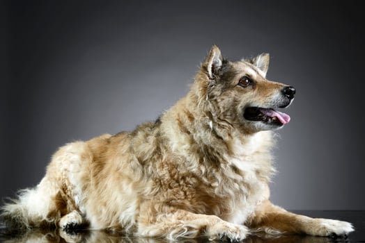 Mixed breed funny dog is relaxing in a dark photo studio