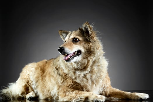 Mixed breed funny dog is relaxing in a dark photo studio