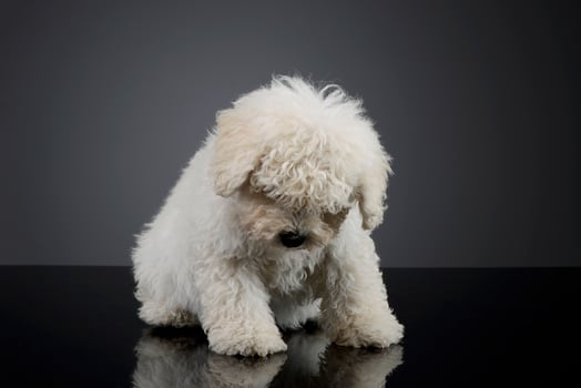 Studio shot of a cute Puli puppy photo