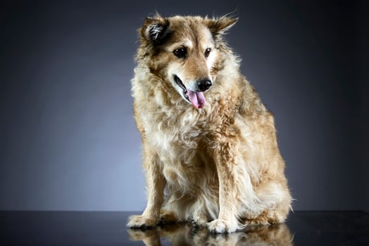 old mixed breed dog in a dark studio photo