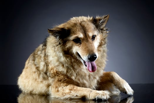 old mixed breed dog in a dark studio photo