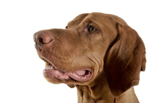 Portrait of an adorable magyar vizsla looking curiously photo