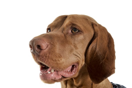 Portrait of an adorable magyar vizsla looking curiously photo