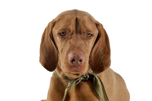 Portrait of an adorable magyar vizsla with green kerchief looking sad photo