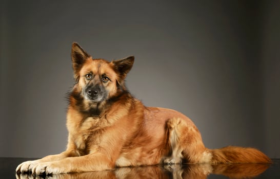 Studio shot of an adorable mixed breed dog photo