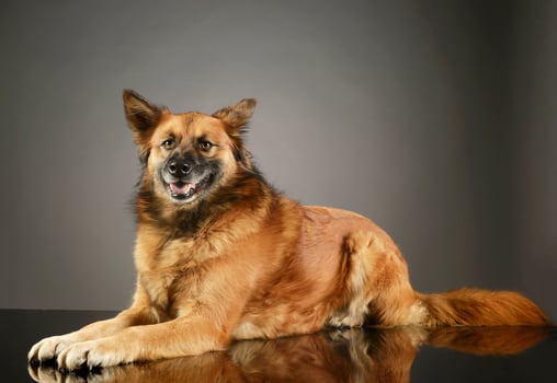 Studio shot of an adorable mixed breed dog photo