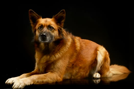 mixed breed dog in black background studio photo