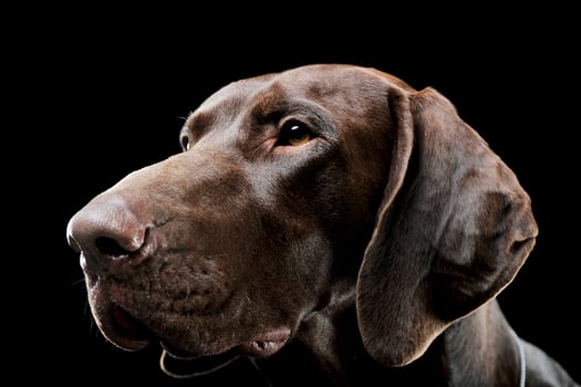 Studio headshot of a lovely deutsch kurzhaar photo
