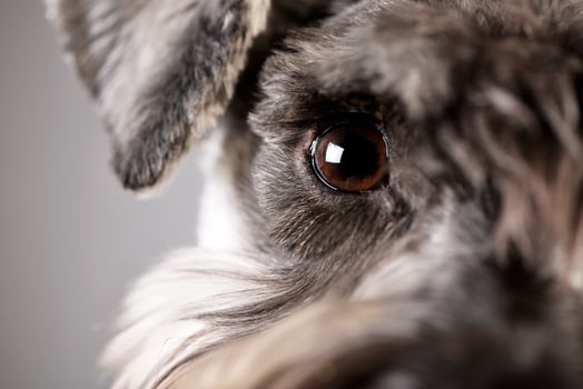 Portrait of an adorable miniature schnauzer photo