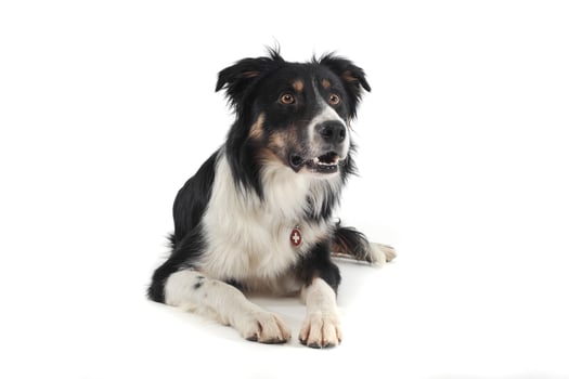 Studio shot of an adorable shepherd dog looking curiously photo