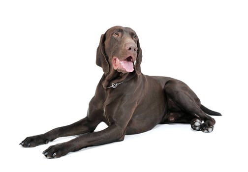 Studio shot of a lovely deutsch kurzhaar photo