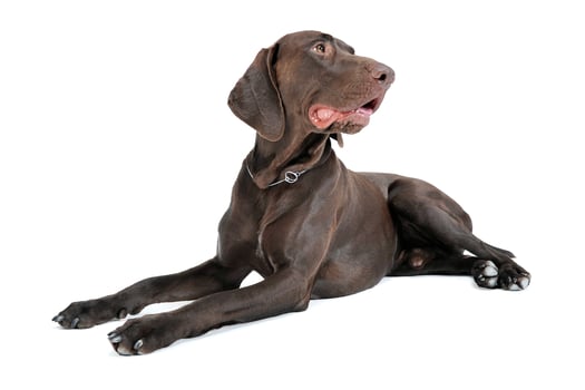 Studio shot of a lovely deutsch kurzhaar photo