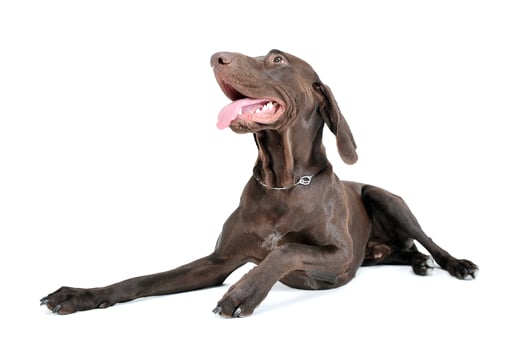 Studio shot of a lovely deutsch kurzhaar photo