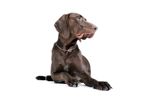 Studio shot of a lovely deutsch kurzhaar photo