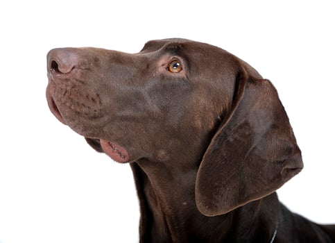 german pointer portrait in white  studio photo