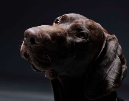 German pointer portrait in a dark photostudio photo
