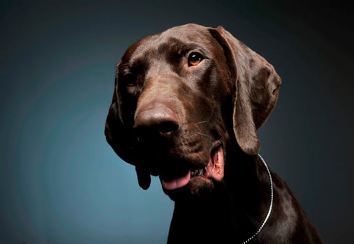 Portrait of an adorable Deutsch Kurzhaar looking curiously at the camera - isolated on blue background photo