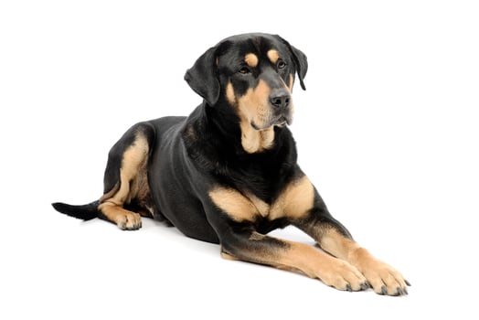Studio shot of an adorable mixed breed dog photo