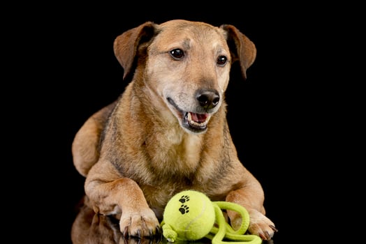 Studio shot of an adorable mixed breed dog with a ball photo