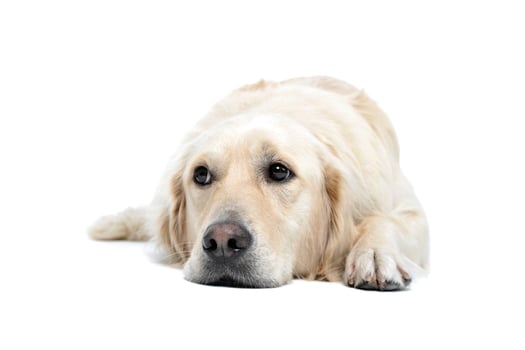 Studio shot of an adorable Golden retriever lying and looking sad photo