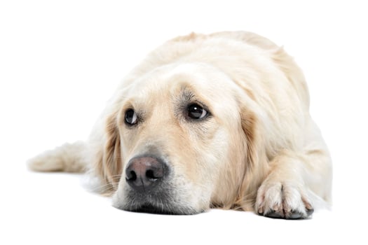 Studio shot of an adorable Golden retriever lying and looking sad photo