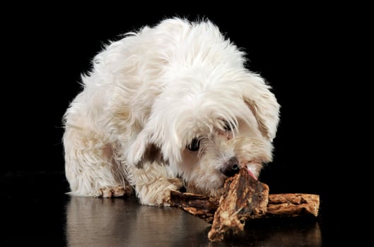 mixed breed white disheveled dog eating in a black background photo