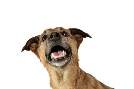 Portrait of a cute mixed breed dog puppy looking up curiously photo
