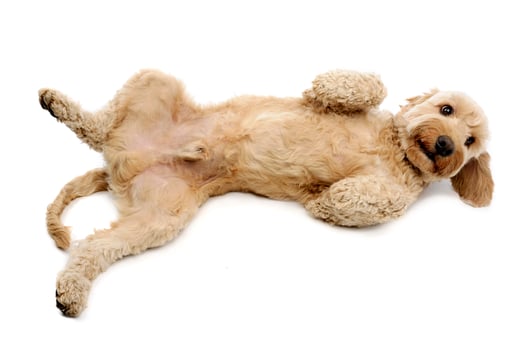 Studio shot of an adorable Bolognese dog photo