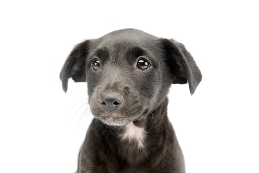 Portrait of an adorable mixed breed puppy photo
