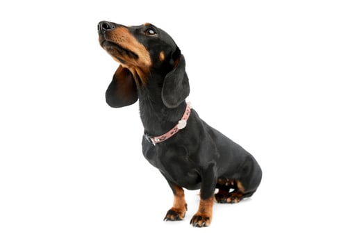 Studio shot of an adorable Dachshund photo