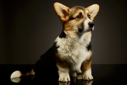 Studio shot of an adorable corgie photo