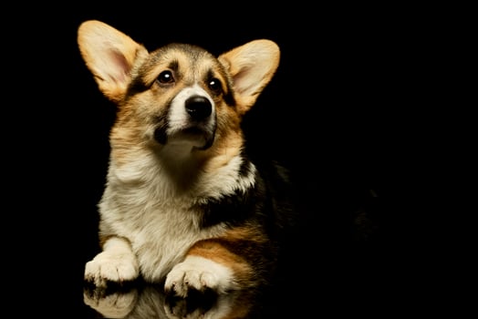Studio shot of an adorable corgie photo