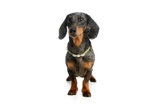 Studio shot of an adorable Dachshund photo