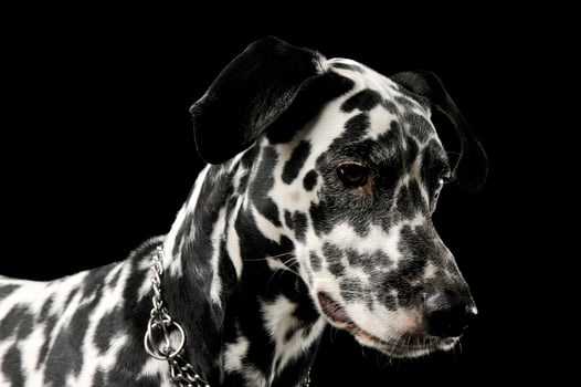 Portrait of an adorable Dalmatian dog standing looking down sadly photo